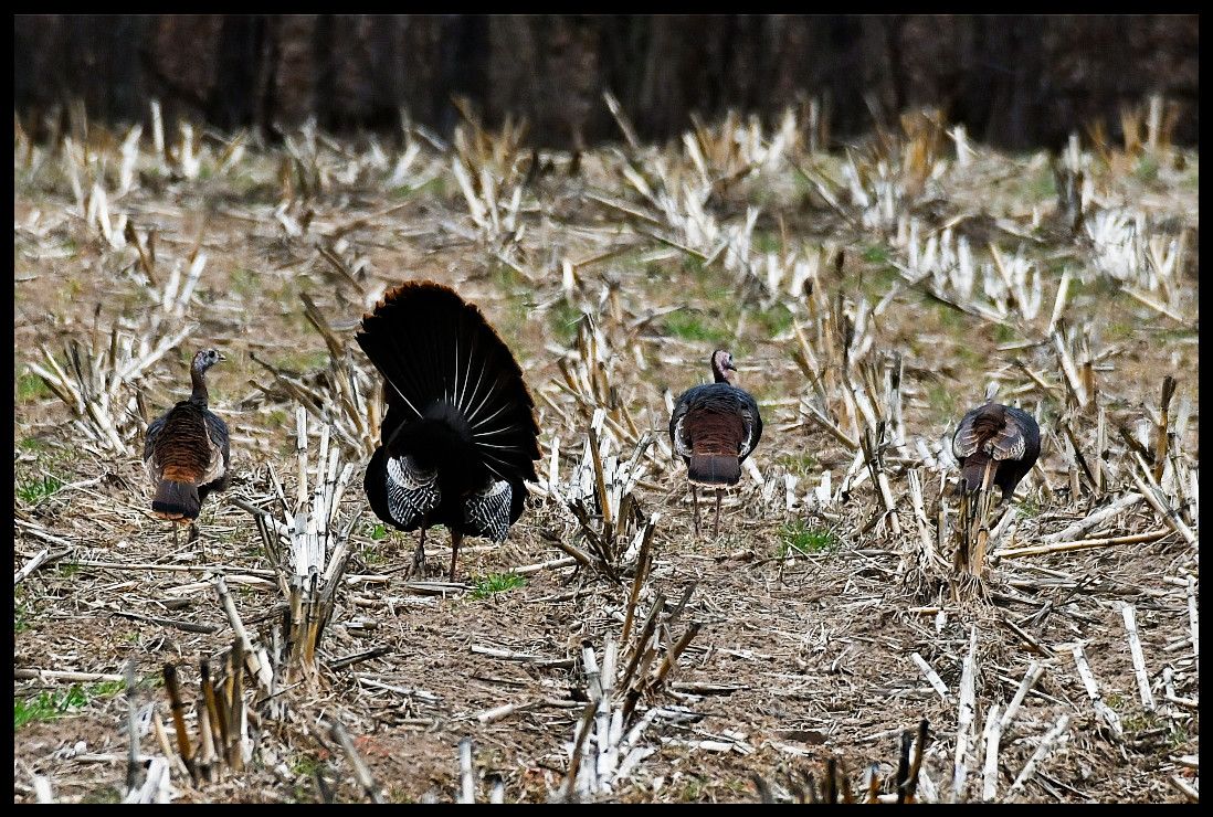 Community photo entitled  by Lorraine Boyd on 04/09/2021 at Gilboa, NY