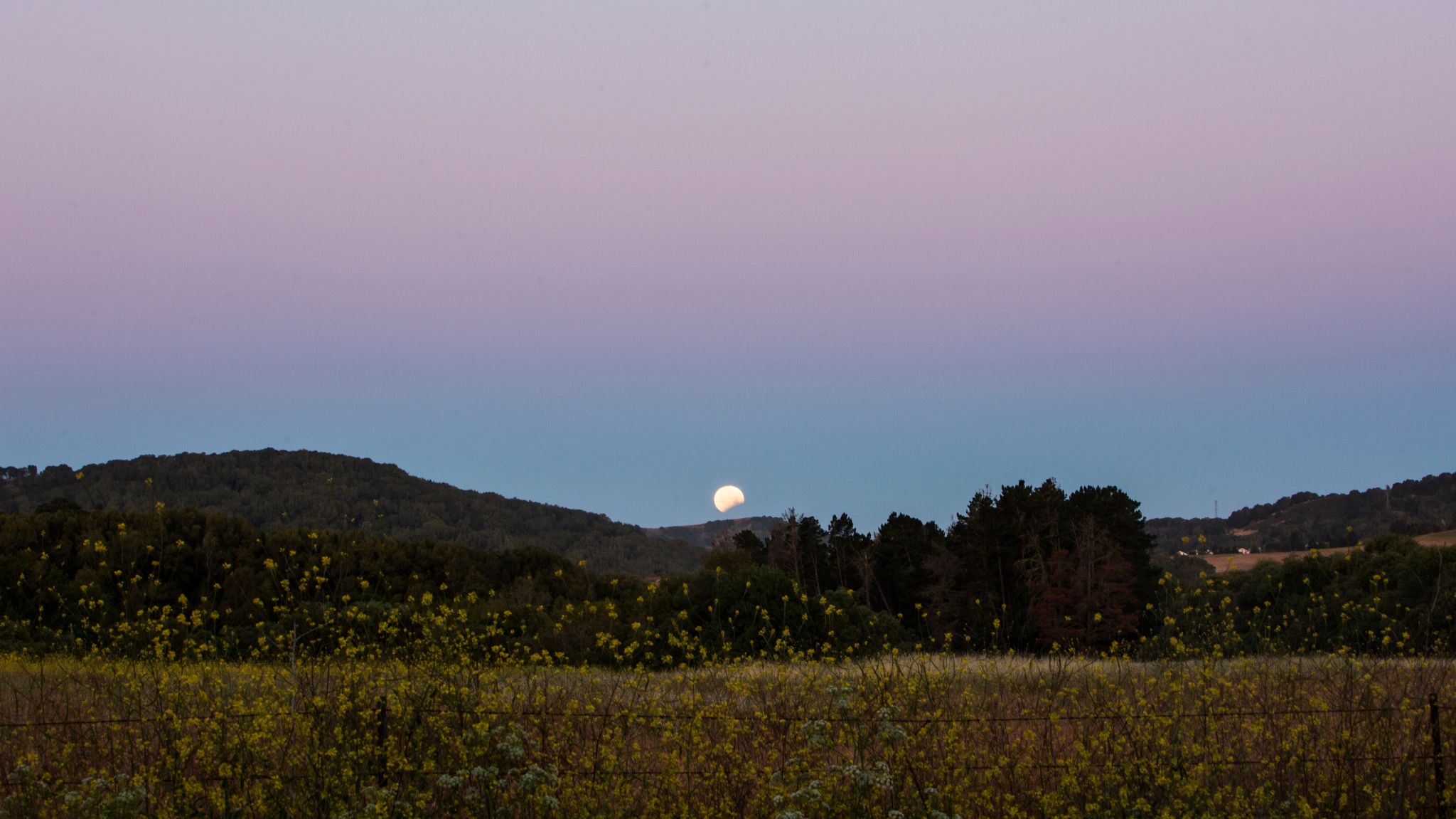 Community photo entitled  by Eric Brandt on 05/26/2021 at Alhambra Valley Road, California