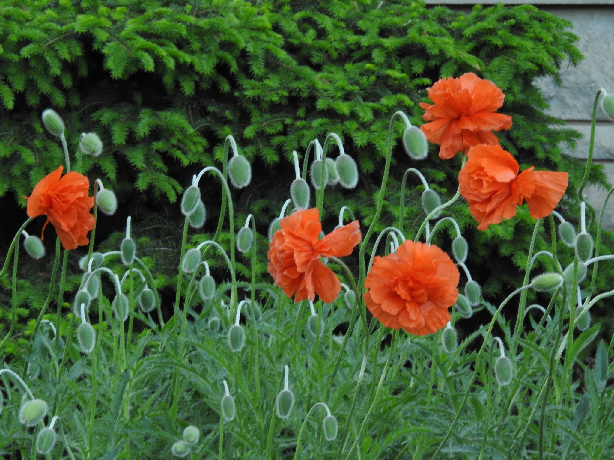 Community photo entitled  by Nina Gorenstein on 05/12/2021 at West Lafayette, IN, USA