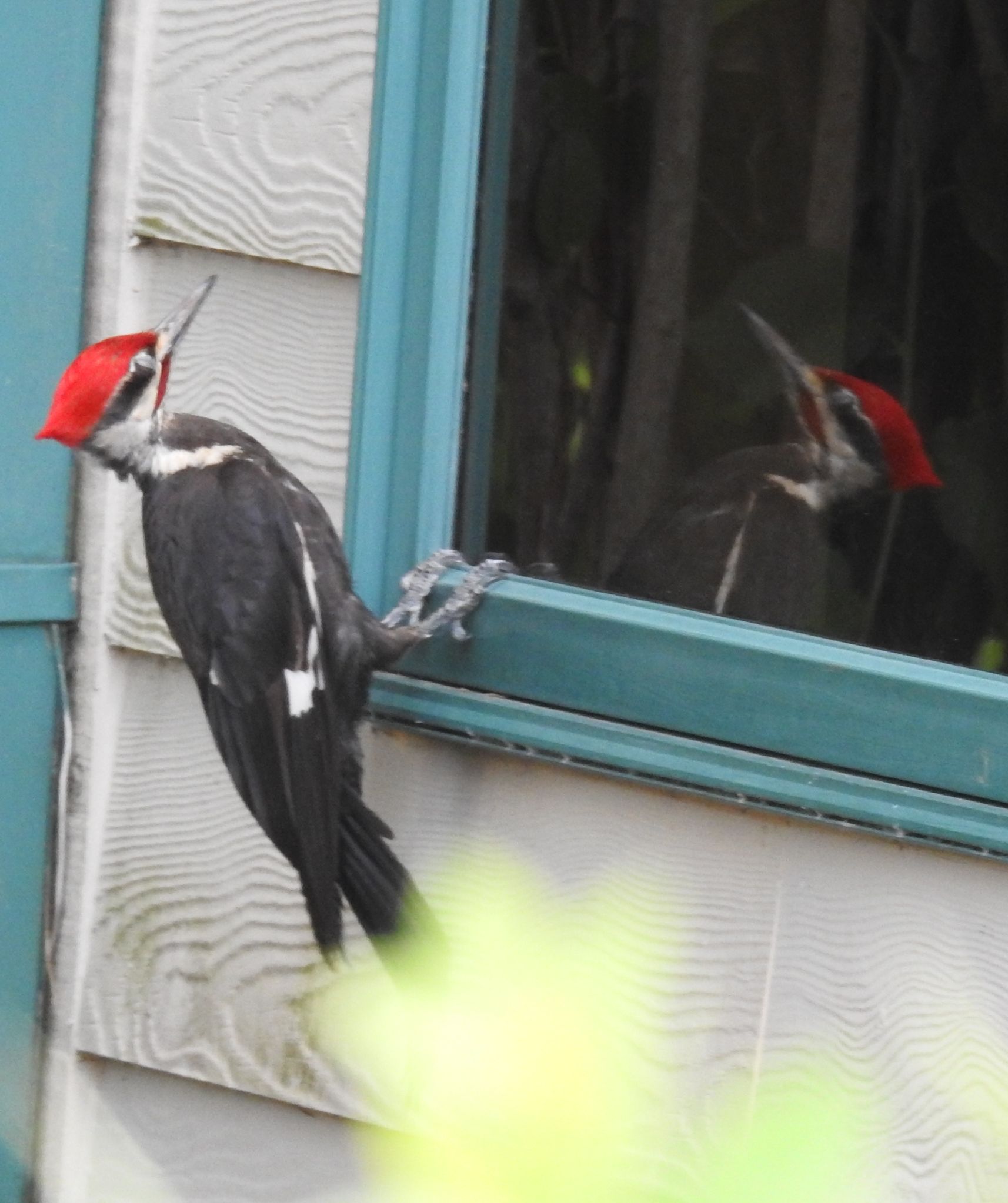 Community photo entitled  by Nina Gorenstein on 06/22/2021 at West Lafayette, IN, USA