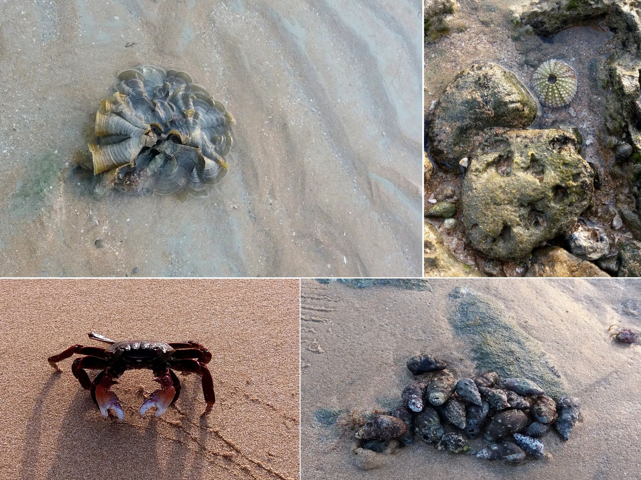 Community photo entitled  by Hassan Dadashi . arani on 07/11/2021 at Qeshm . Iran