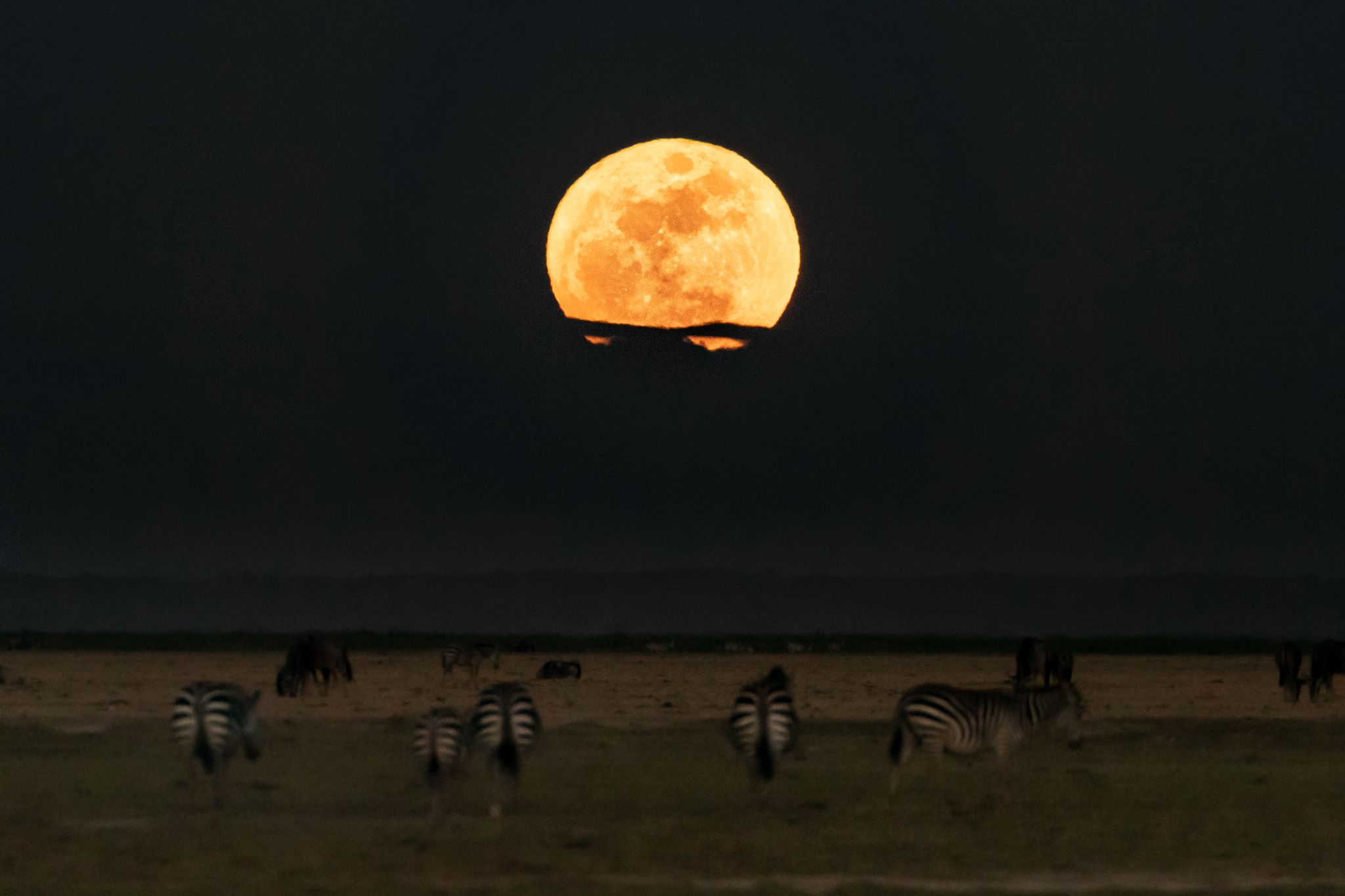 Community photo entitled  by NICCOLE NEELY on 08/22/2021 at Amboseli National Park in Kenya