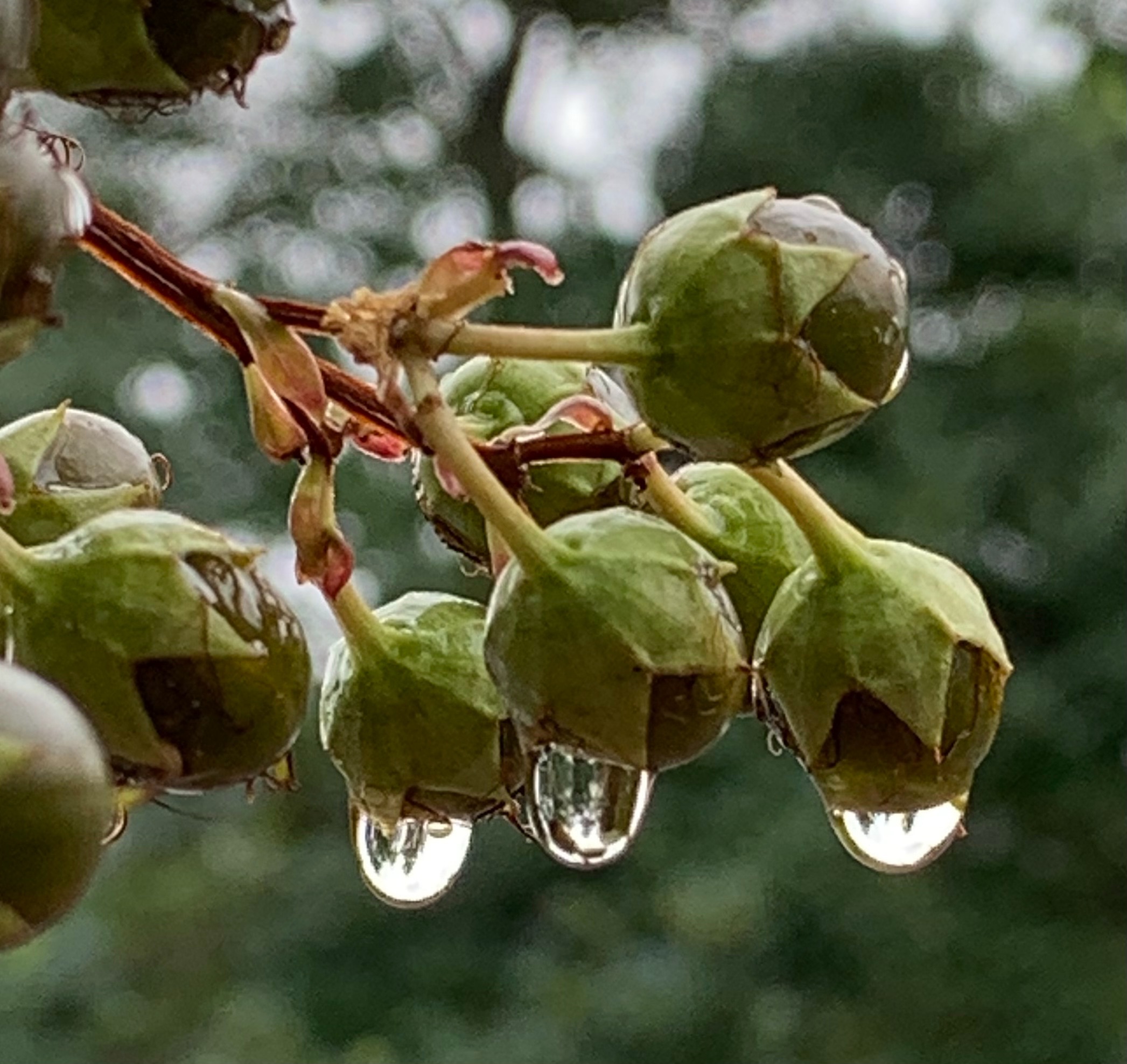 Community photo entitled  by Nancy Resves on 09/15/2021 at Cartersville GA. USA