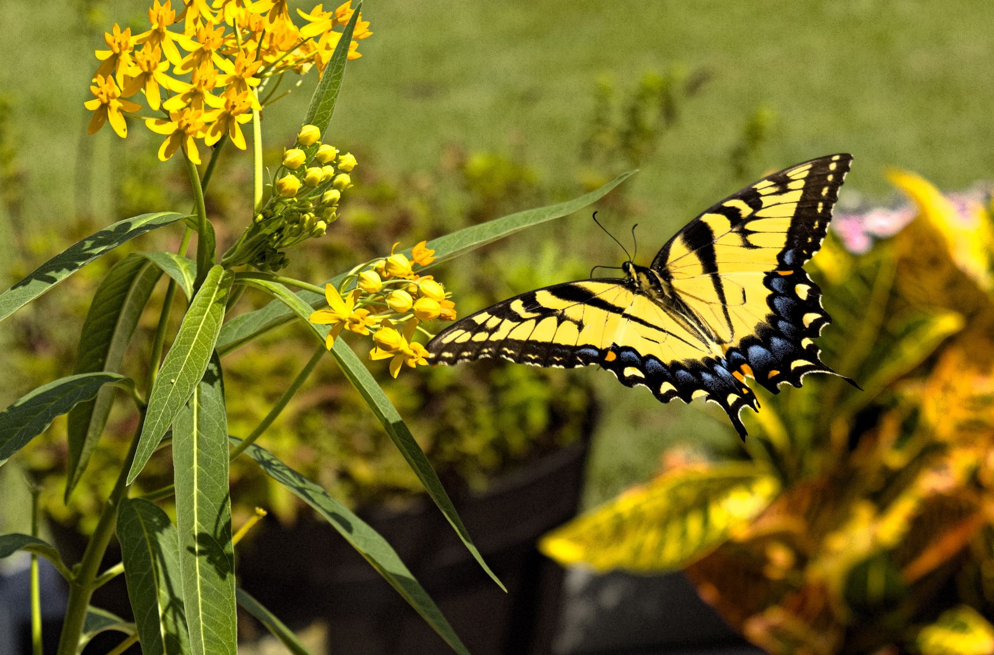 Community photo entitled  by Barry Medlin on 09/12/2021 at Hahira, GA USA