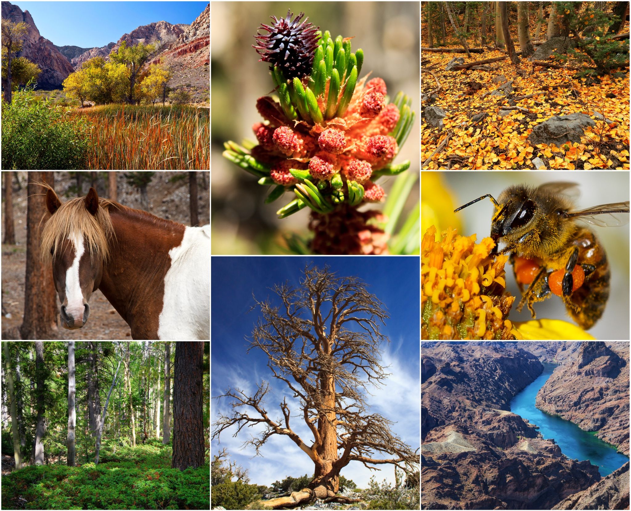 Community photo by John Solvie | Southern Nevada