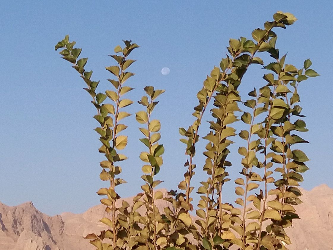 Community photo entitled  by Hassan Dadashi . arani on 11/21/2021 at Esfahan.iran