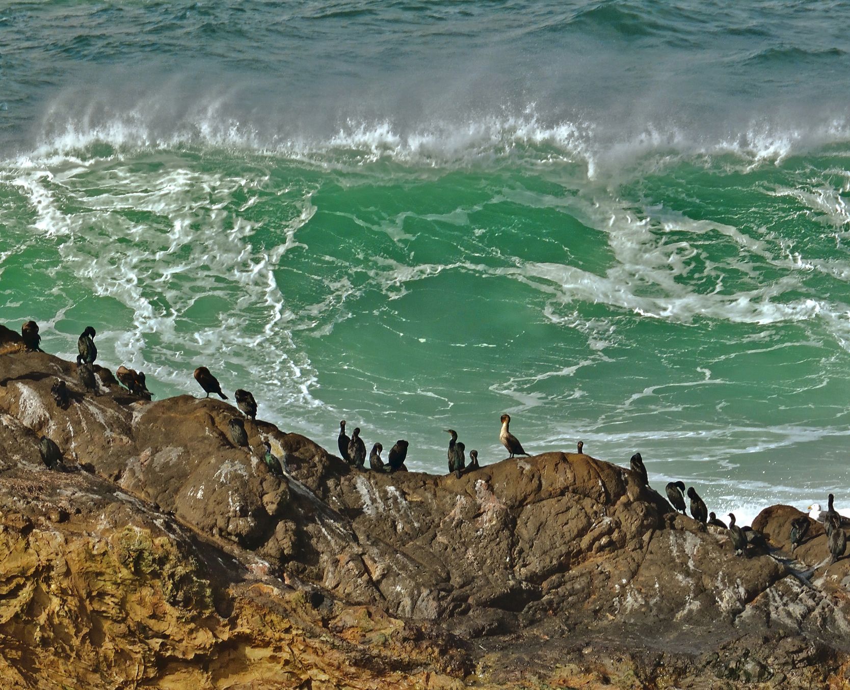 Community photo entitled  by Cecille Kennedy on 11/06/2021 at Pirate Cove Research Reserve, Oregon Coast US