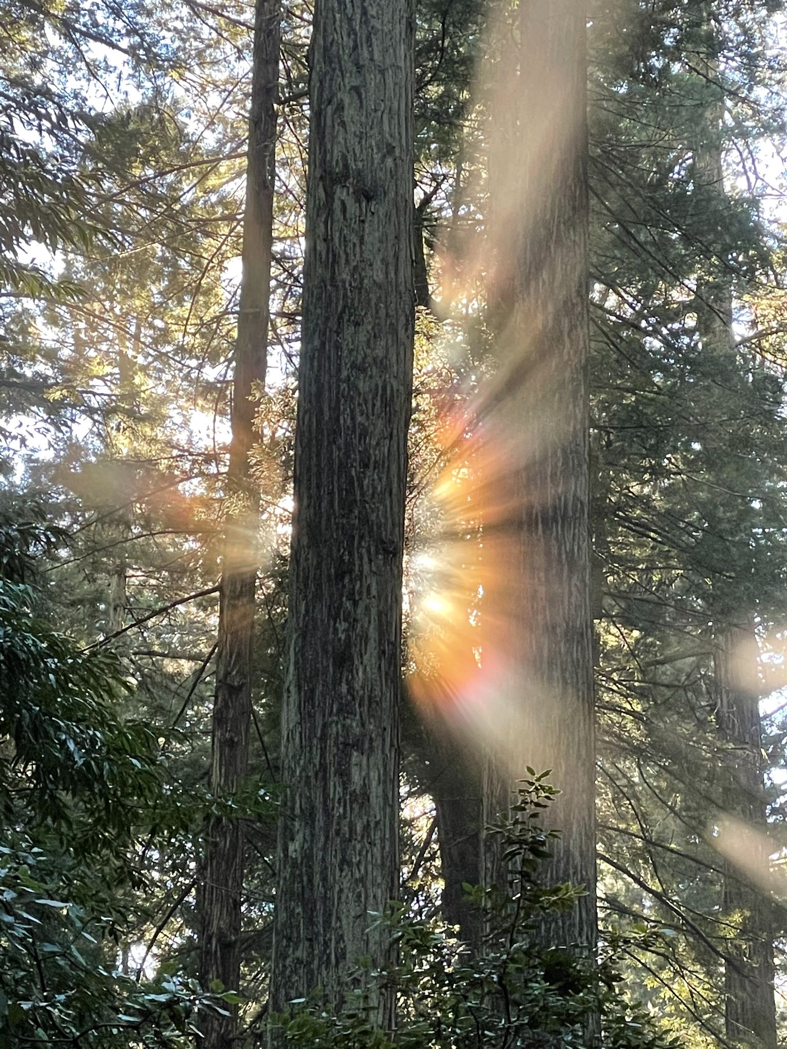 Community photo entitled  by SALLY OTTOSON on 12/17/2021 at John D. Rockefeller Forest, Humboldt County, CA