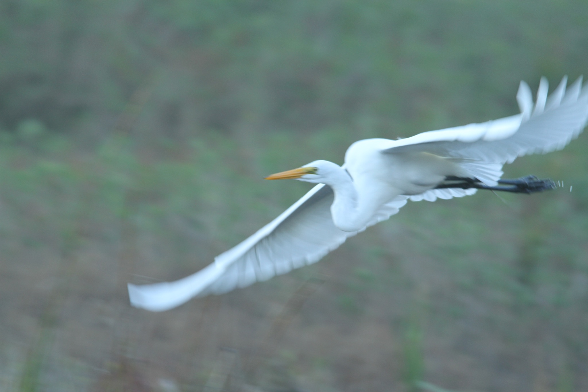 Community photo by Jacquelyn Law | Marsh St Simons Island Ga