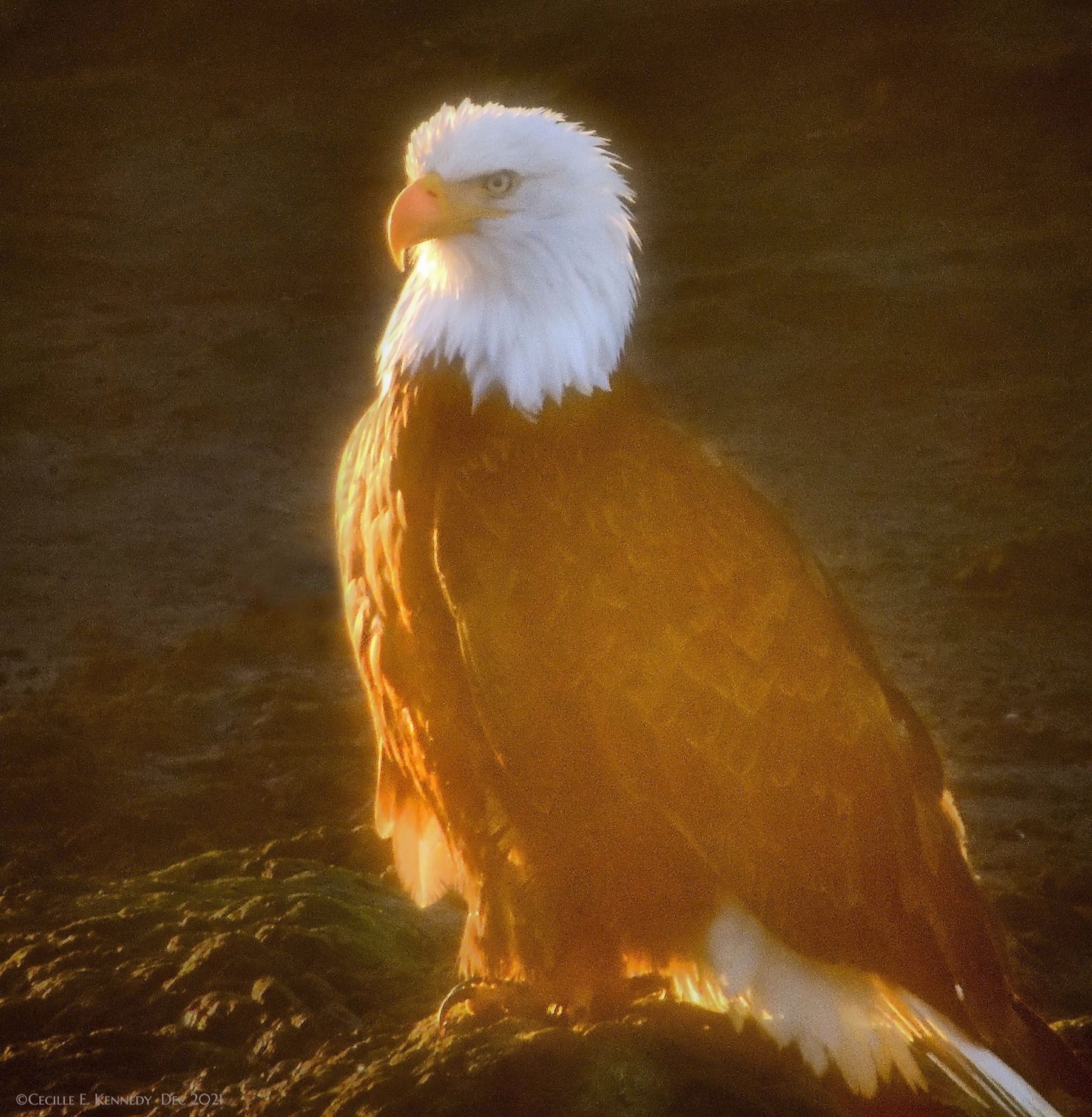 Community photo entitled  by Cecille Kennedy on 12/16/2021 at Pirate Cove Research Reserve, Oregon Coast US