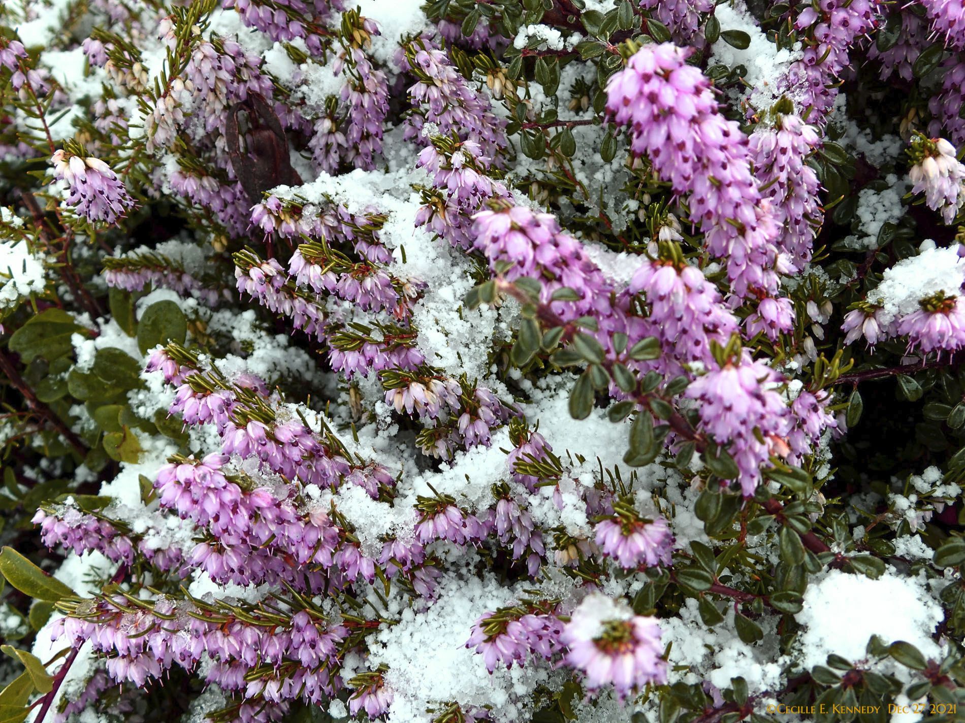 Community photo entitled  by Cecille Kennedy on 12/27/2021 at Central Oregon Coast Oregon US