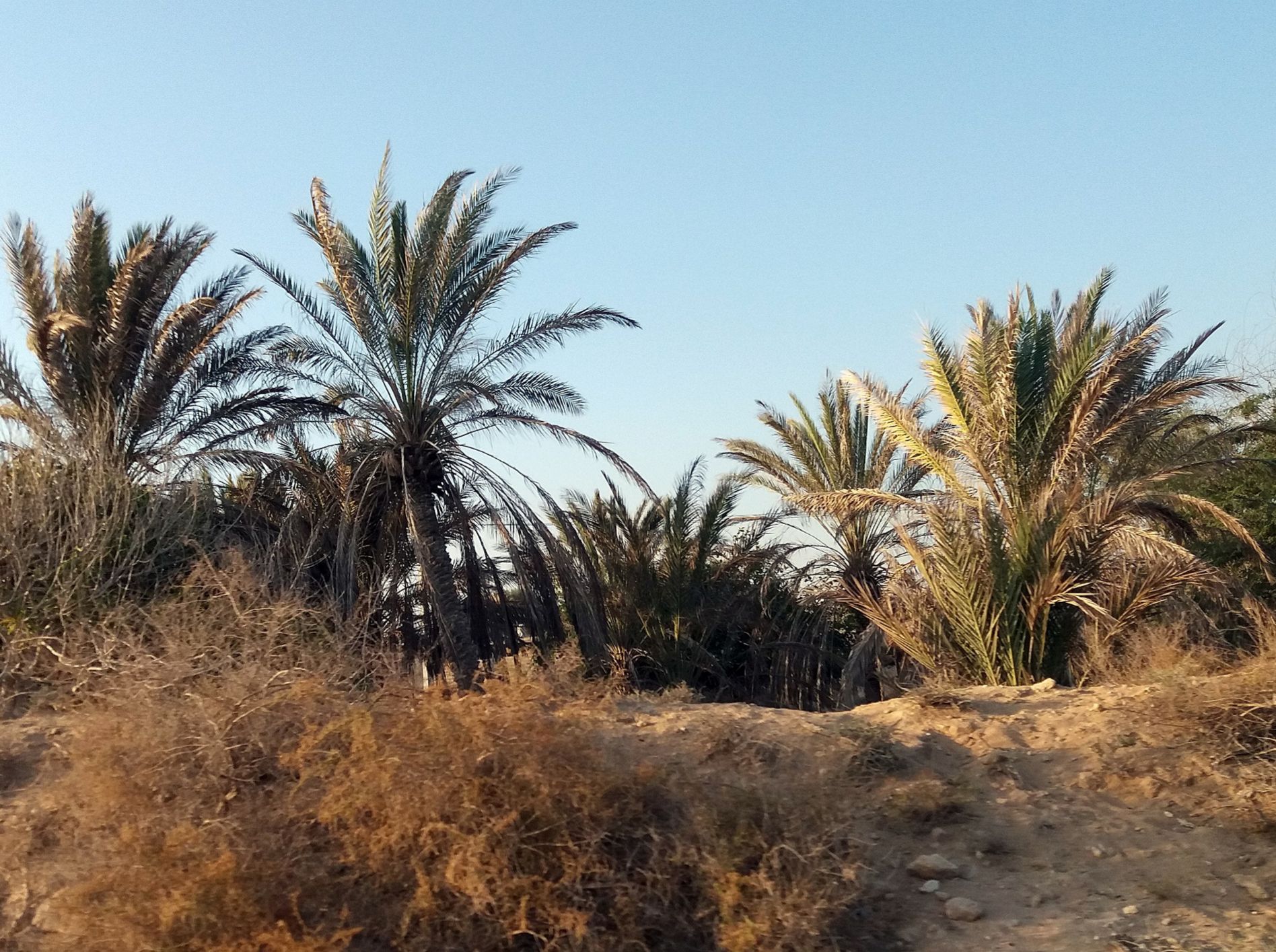 Community photo by Hassan Dadashi . arani | Qeshm . Iran