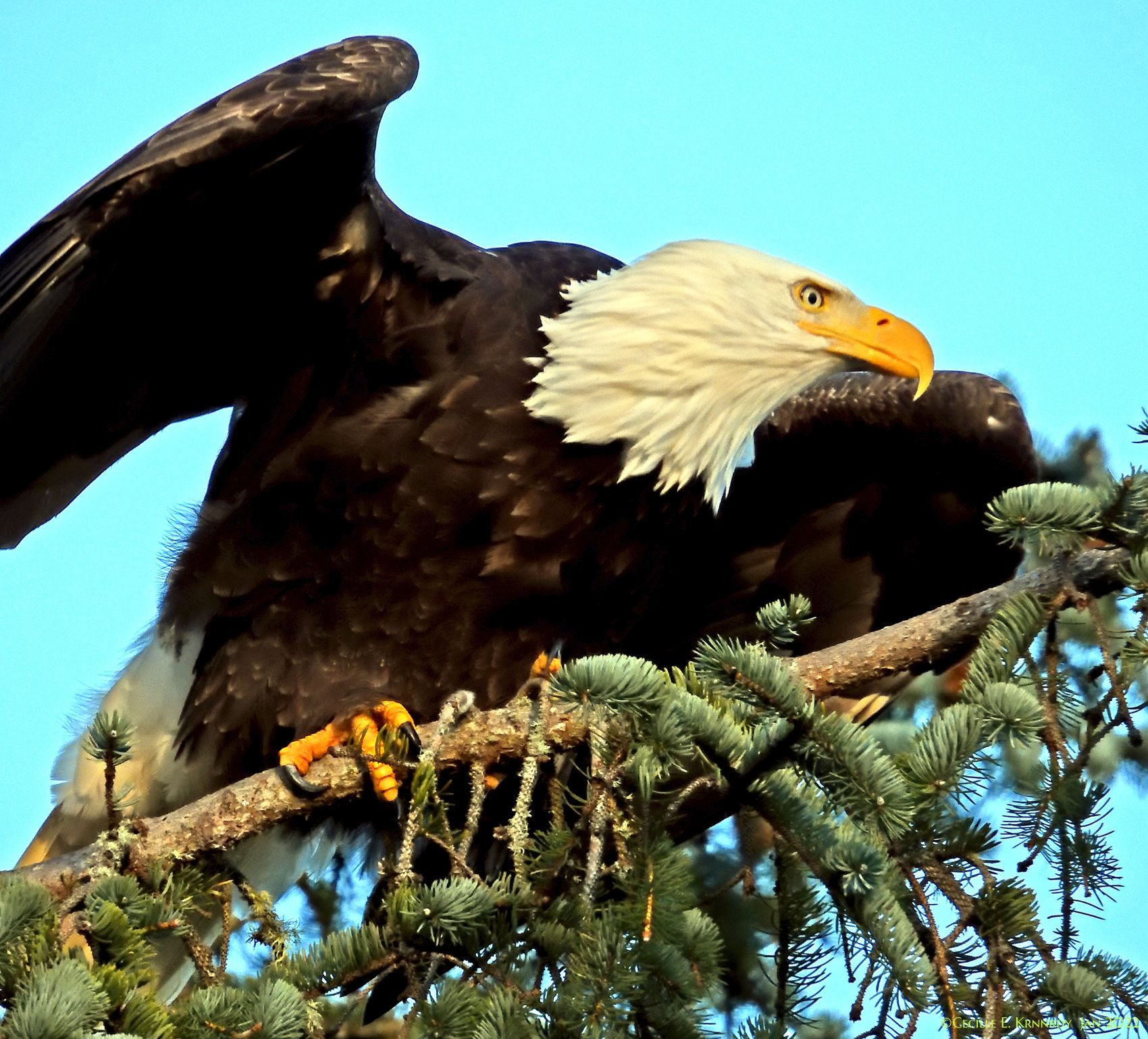 Community photo entitled  by Cecille Kennedy on 01/24/2022 at Central Oregon Coast US