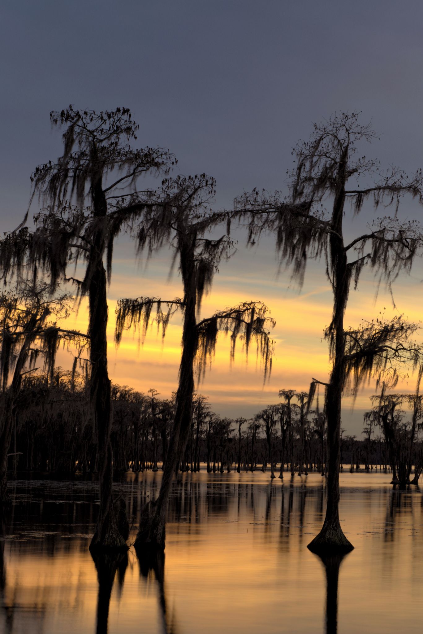 Community photo by Barry Medlin | Banks Lake National Wildlife Refuge, GA