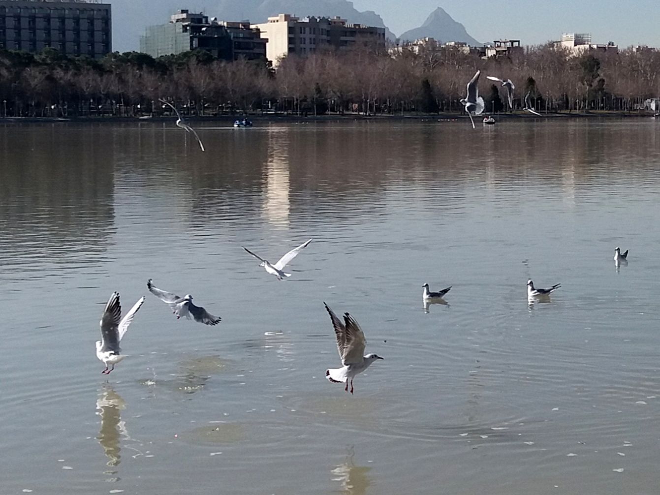 Community photo entitled  by Hassan Dadashi . arani on 02/09/2022 at Esfahan.iran