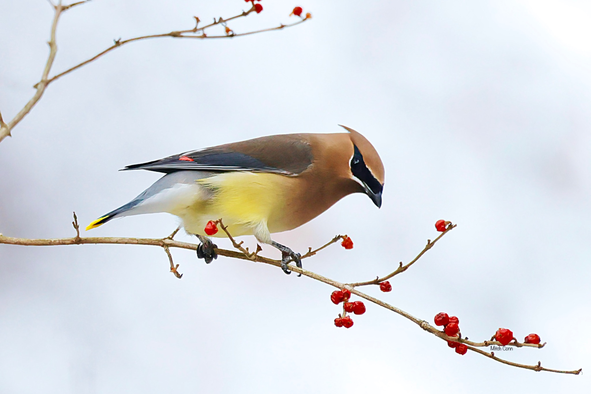 Community photo entitled  by Mitch Conn on 01/21/2022 at Kensington Metro Park,Milford ,Mich   USA