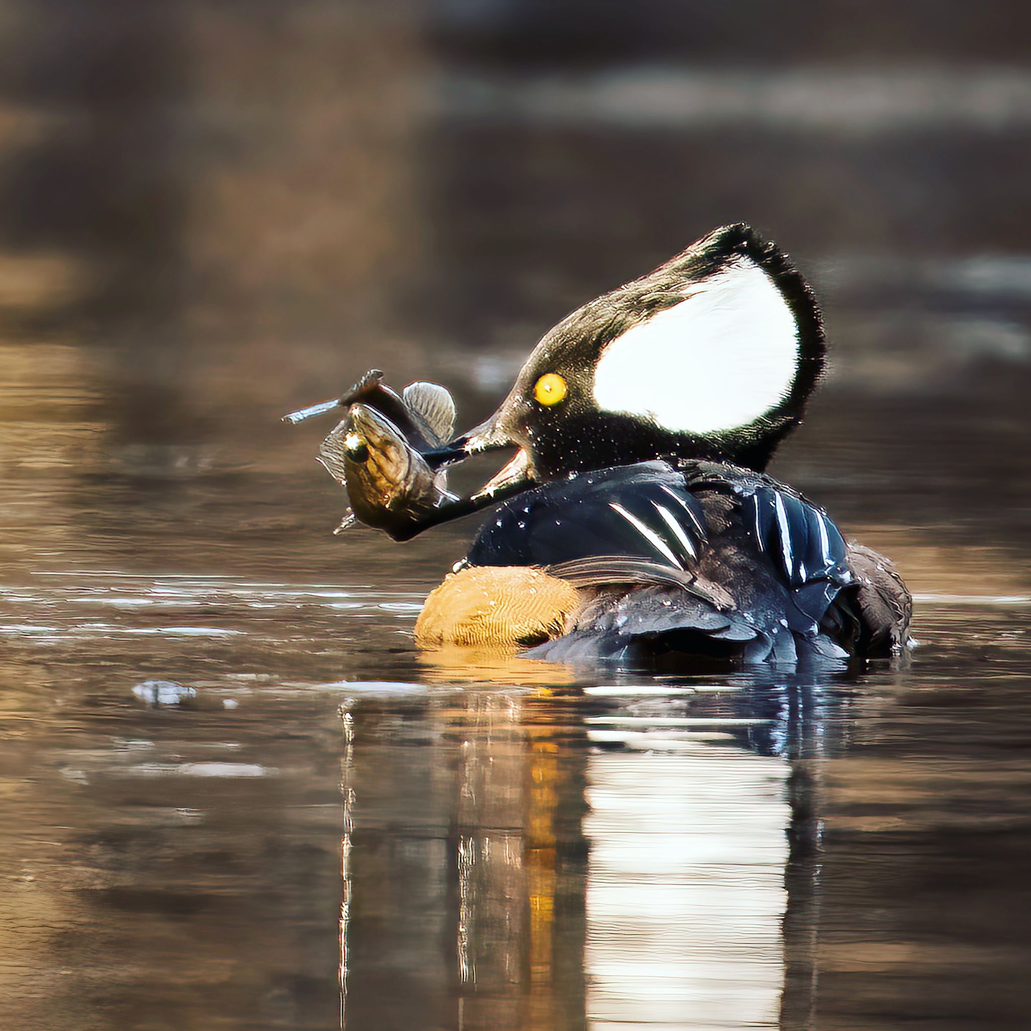 Community photo by Jerry Severson | Big Lake,Mn