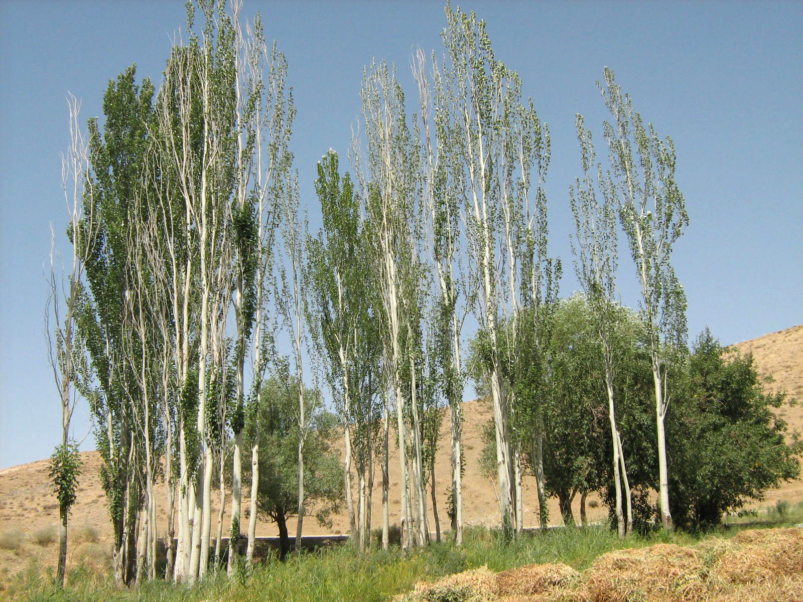 Community photo entitled  by Hassan Dadashi . arani on 03/04/2022 at Esfahan.iran