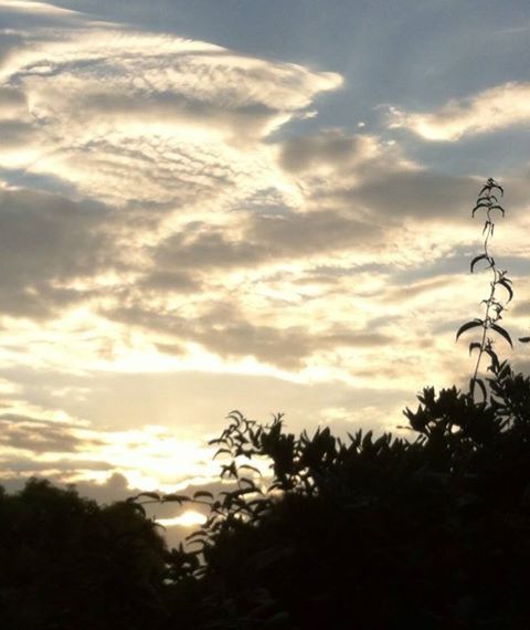 Community photo by Shelly Bradley | Back yard sunrise