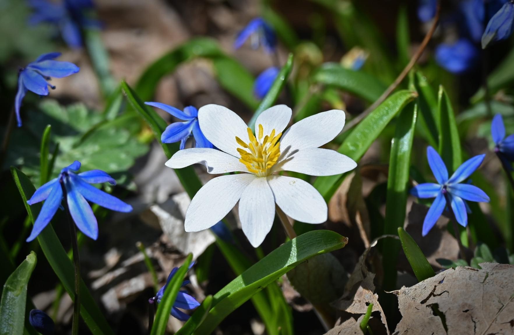 Community photo entitled  by Suzanne Atkinson on 04/04/2022 at Indianapolis, Indiana, USA