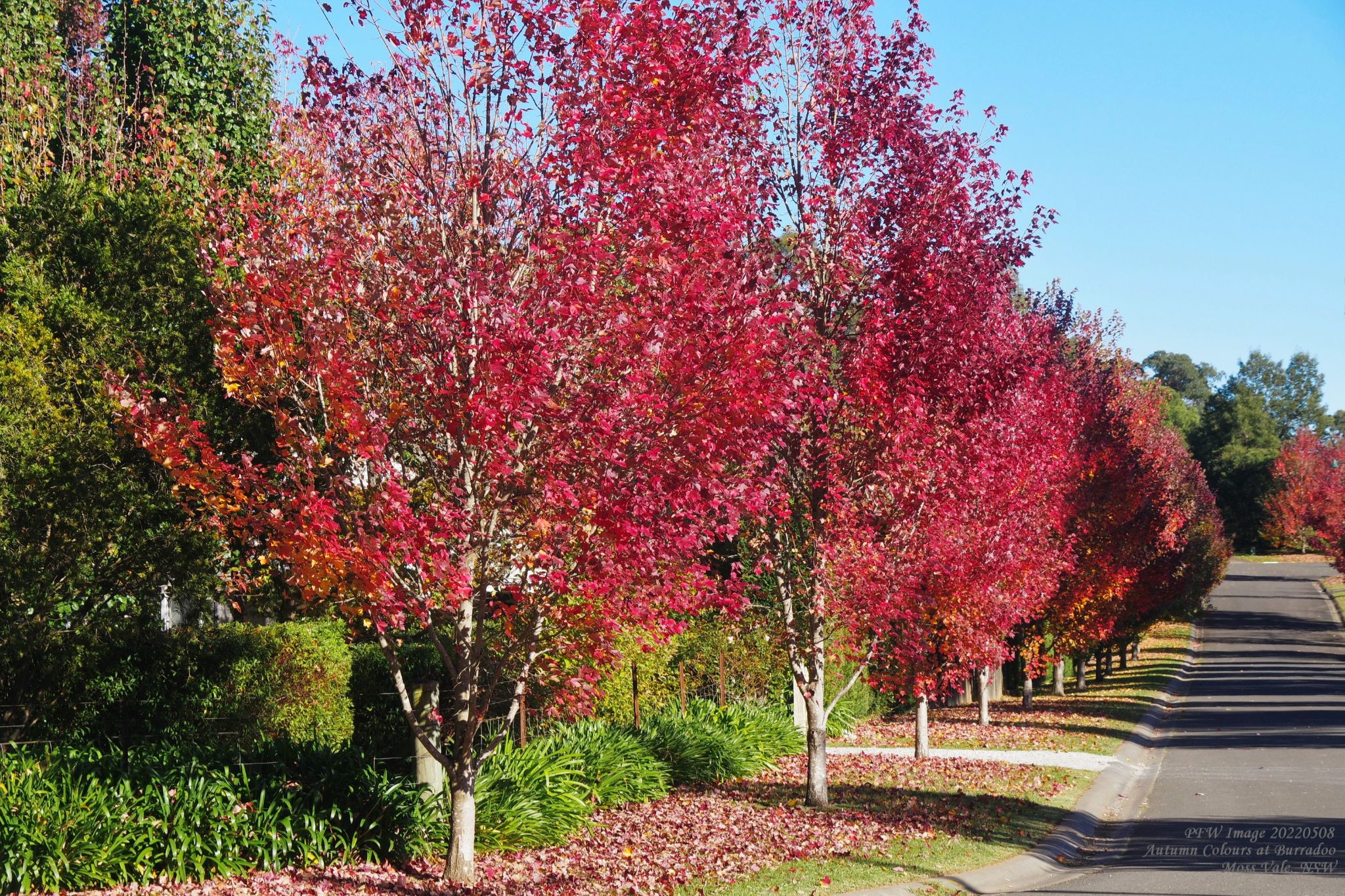 Community photo entitled  by Peter Williams on 05/08/2022 at Moss Vale, New South Wales, Australia