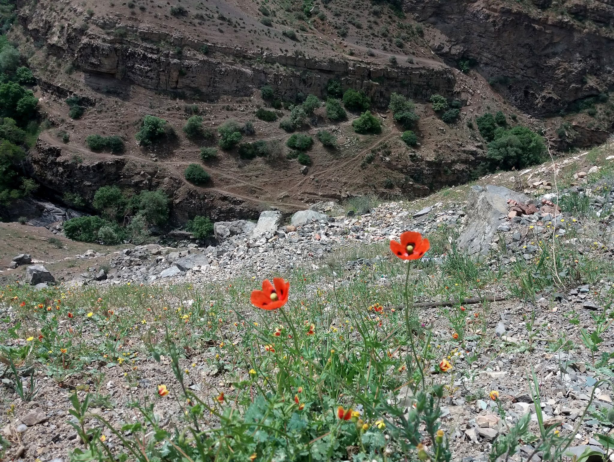 Community photo entitled  by Hassan Dadashi . arani on 05/27/2022 at Tehran . Iran