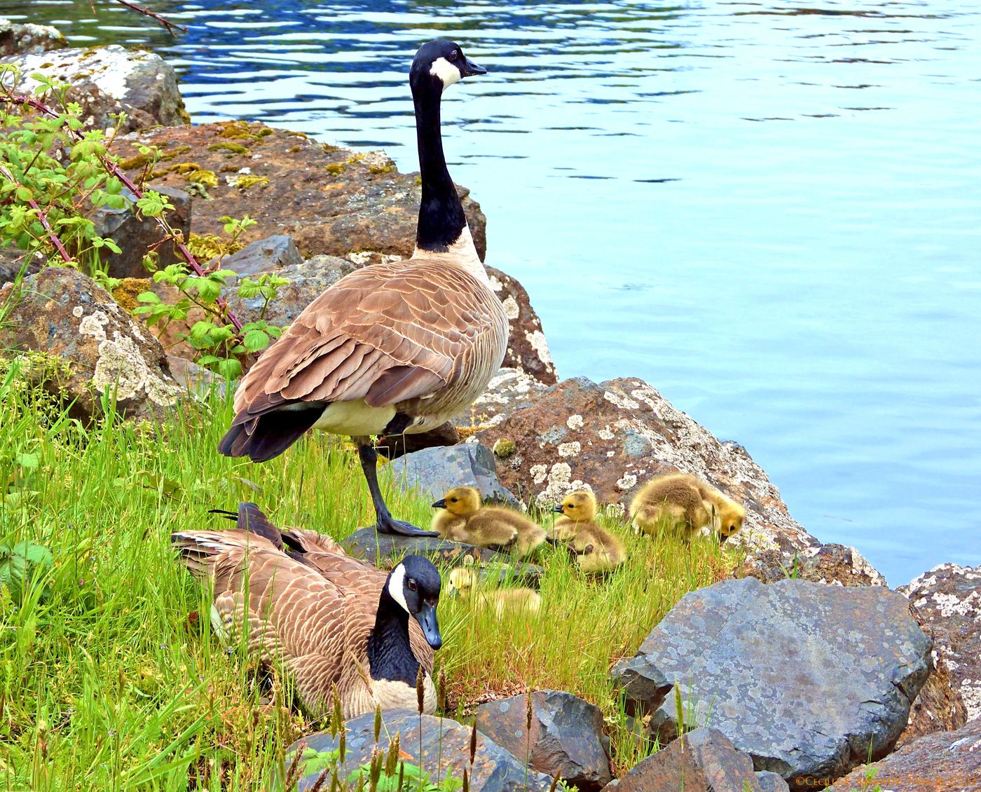 Community photo entitled  by Cecille Kennedy on 05/16/2022 at Depoe Bay Harbor, Oregon US