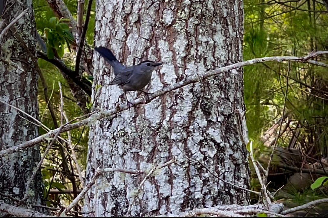 Community photo entitled  by Ari Stamatiou on 05/18/2022 at Wareham, MA, USA