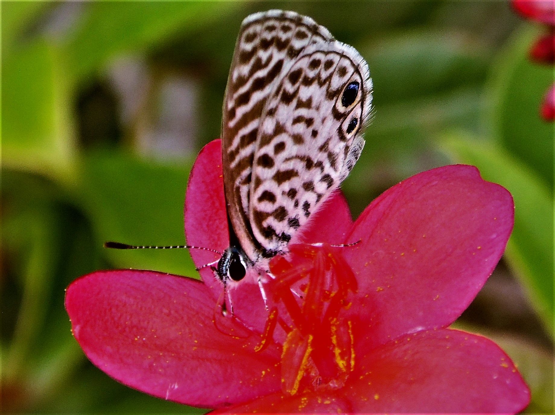 Community photo by Dr James Murphy | Vero Beach, Florida