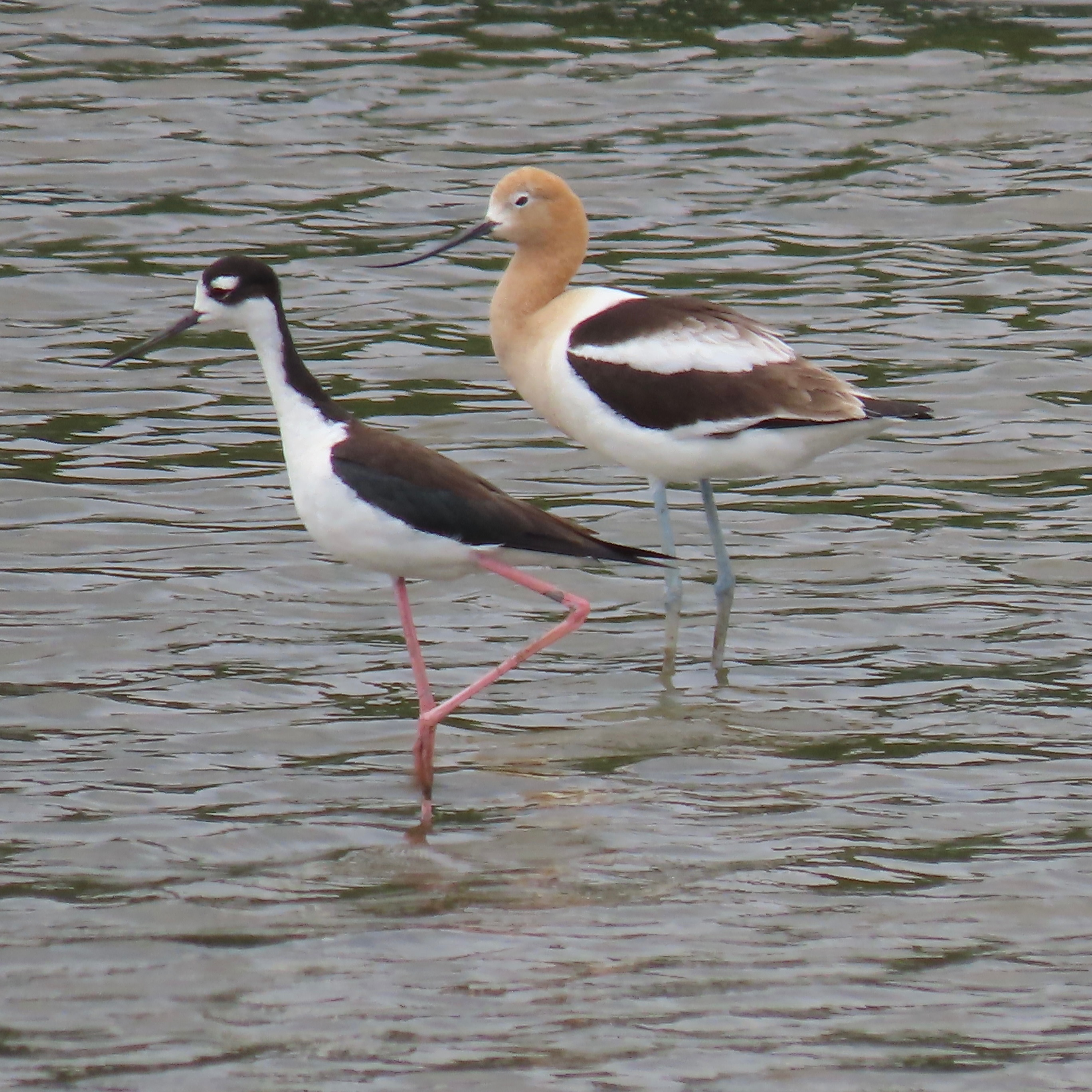 Community photo entitled  by Lisa Ann Fanning on 06/27/2022 at Bombay Hook NWR, DE