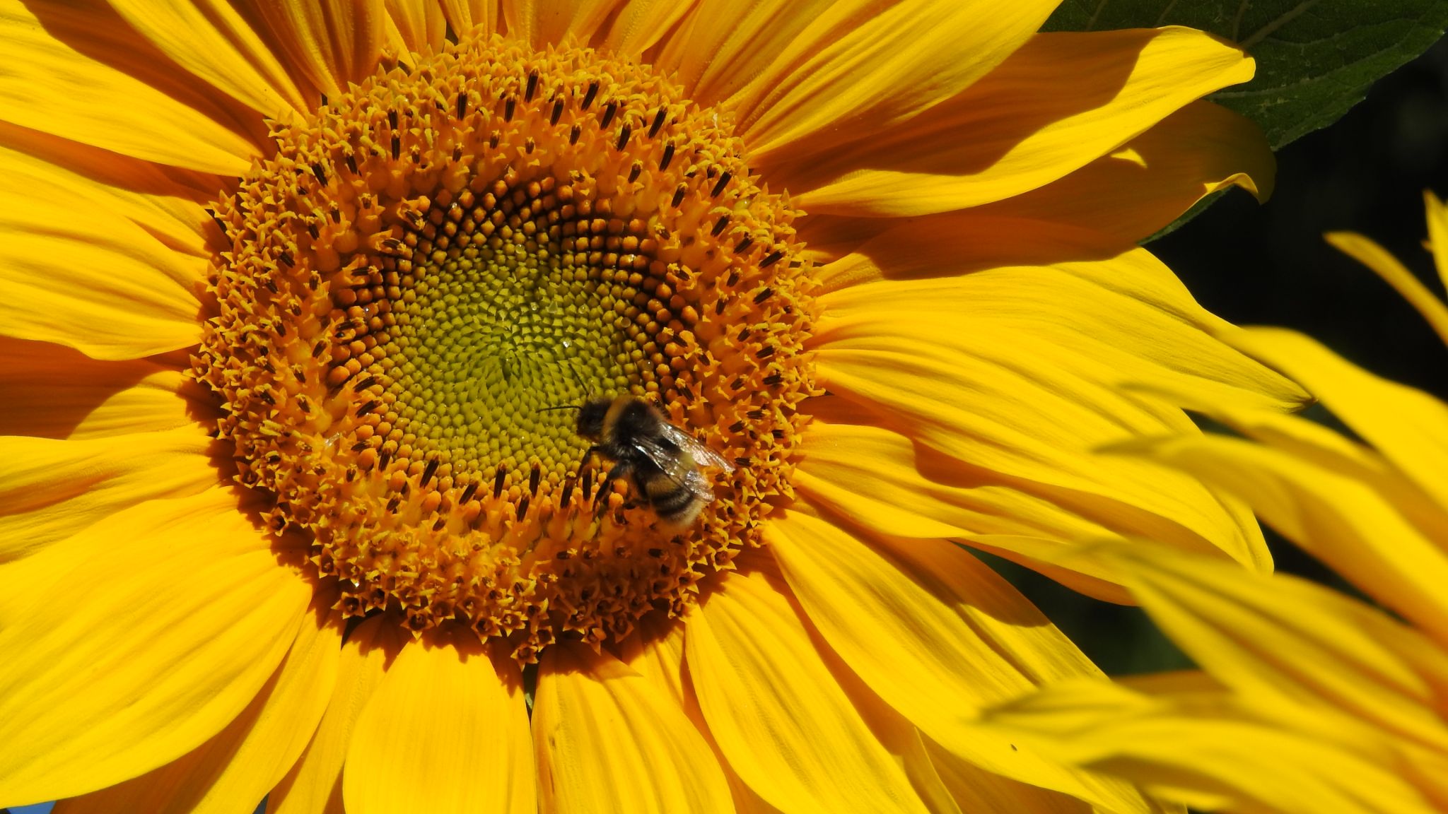 Community photo by Stephen Ormes | Basildon Essex UK