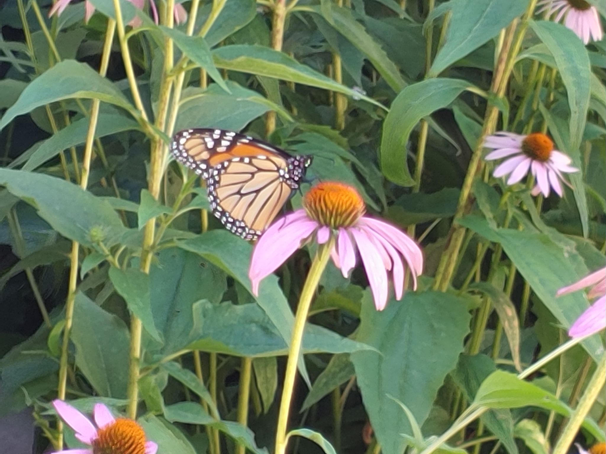 Community photo entitled  by Rob Fanning on 07/19/2022 at Huber Woods Park, Monmouth Co, NJ