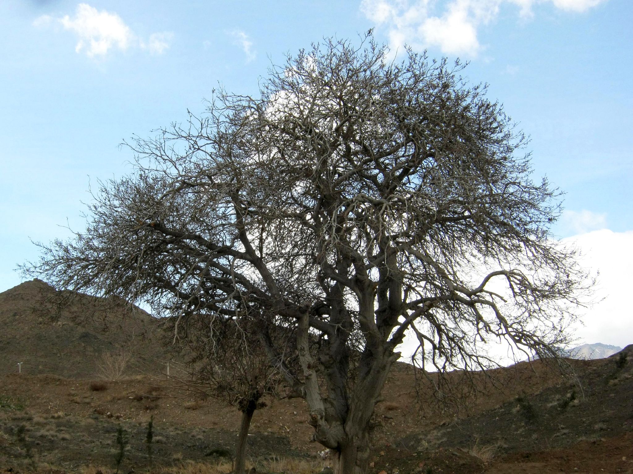 Community photo entitled  by Hassan Dadashi . arani on 07/04/2022 at Natanz . Iran