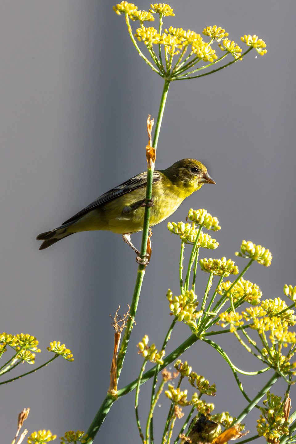 Community photo by Andy Mosley | Temecula CA USA