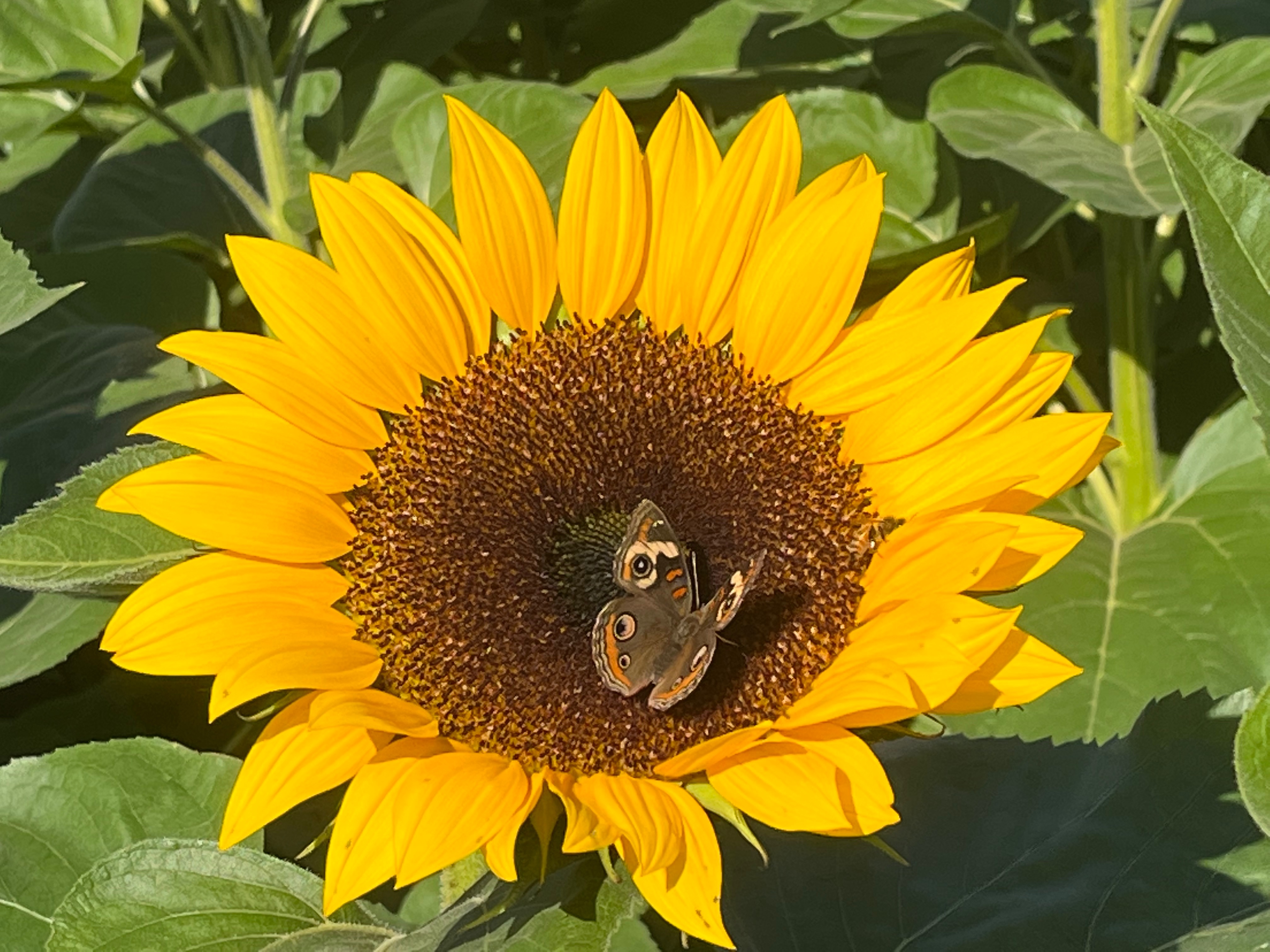 Community photo entitled  by Lisa Ann Fanning on 10/07/2022 at Holland Ridge Farms, NJ