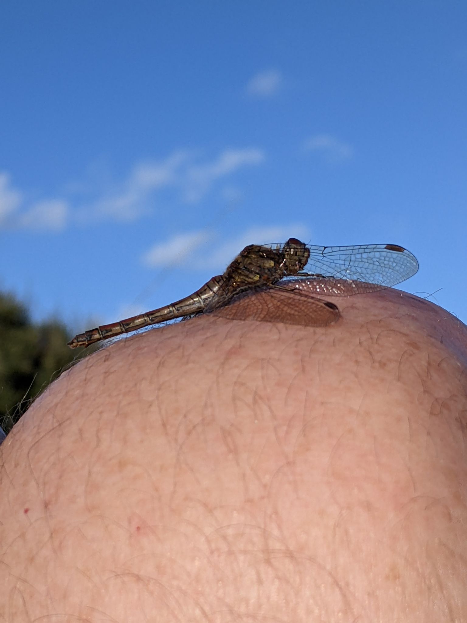 Community photo entitled  by Kevan Hubbard on 10/25/2022 at Seaton Common, Co Durham, England