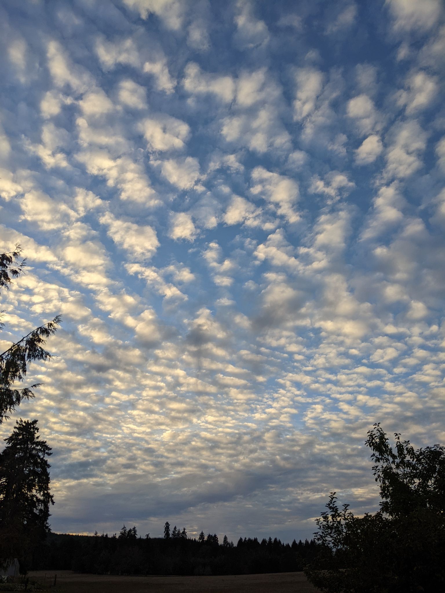 Community photo by Cindy Davis | Junction City, Oregon USA