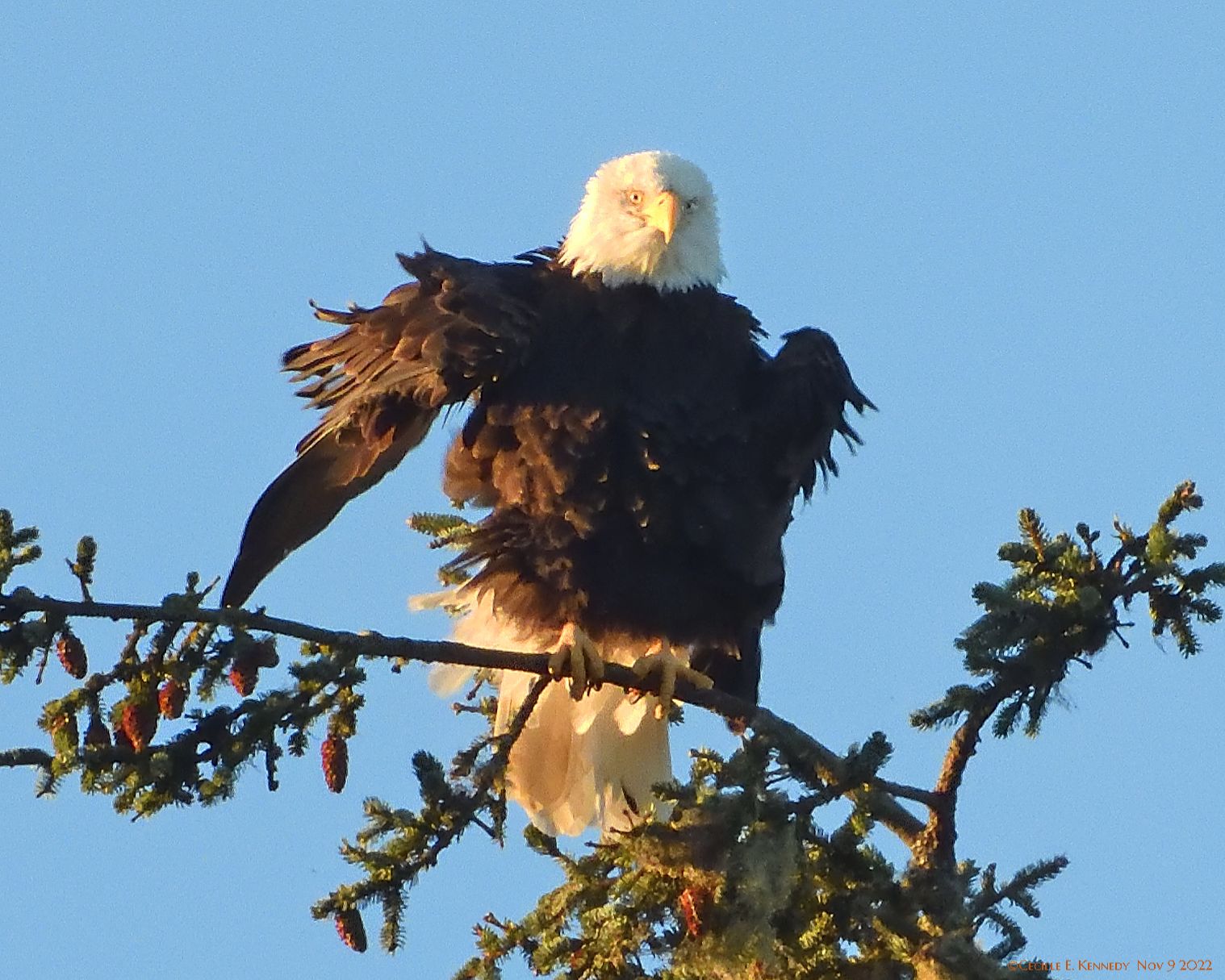 Community photo entitled  by Cecille Kennedy on 11/09/2022 at Fogarty State Park, Oregon