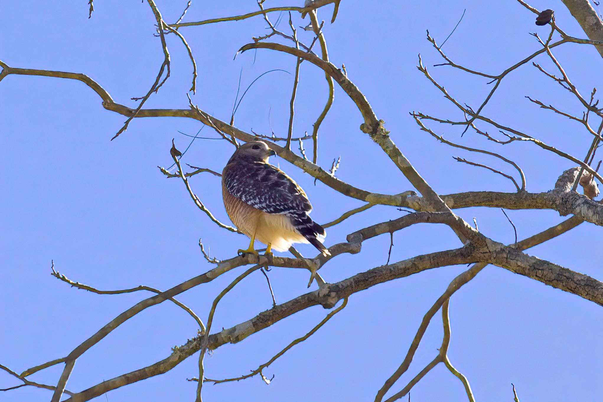 Community photo entitled  by Barry Medlin on 12/01/2022 at Hahira, GA