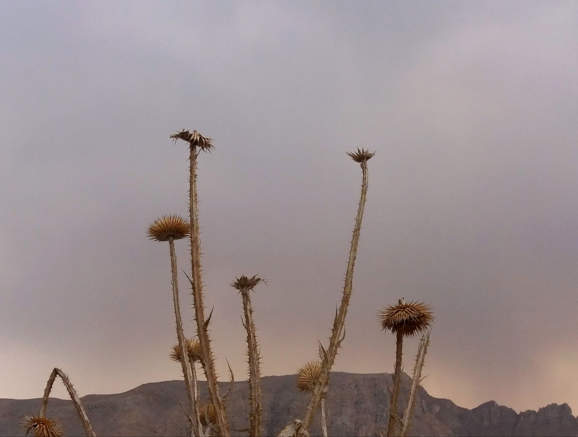 Community photo entitled  by Hassan Dadashi . arani on 12/23/2022 at Esfahan . Iran