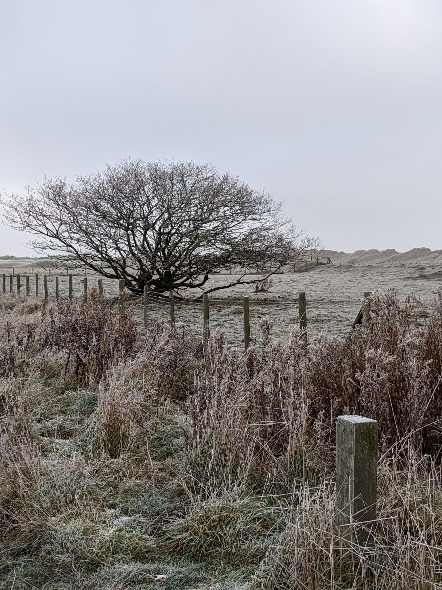 Community photo by Kevan Hubbard | Teesmouth Nature Reserve, Co Durham, England