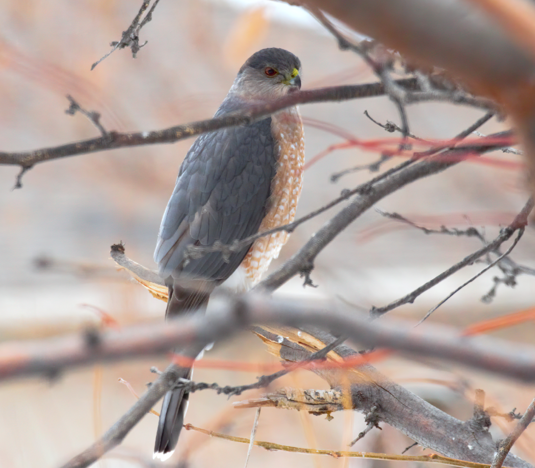 Community photo entitled  by Steve Price on 12/04/2022 at Draper, UT USA my backyard feeders