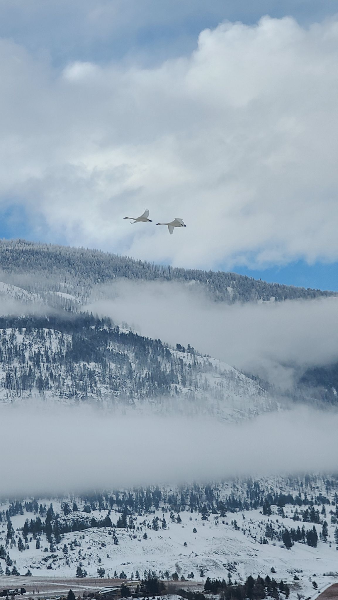 Community photo entitled  by Misuzu Allen on 12/31/2022 at Oliver, British Columbia, Canada