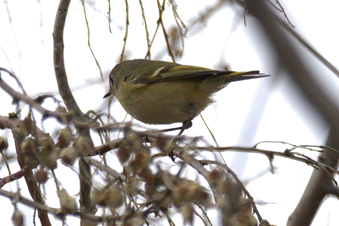 Community photo entitled  by Steve Price on 01/14/2023 at Jordan River Trail, Sandy, UT