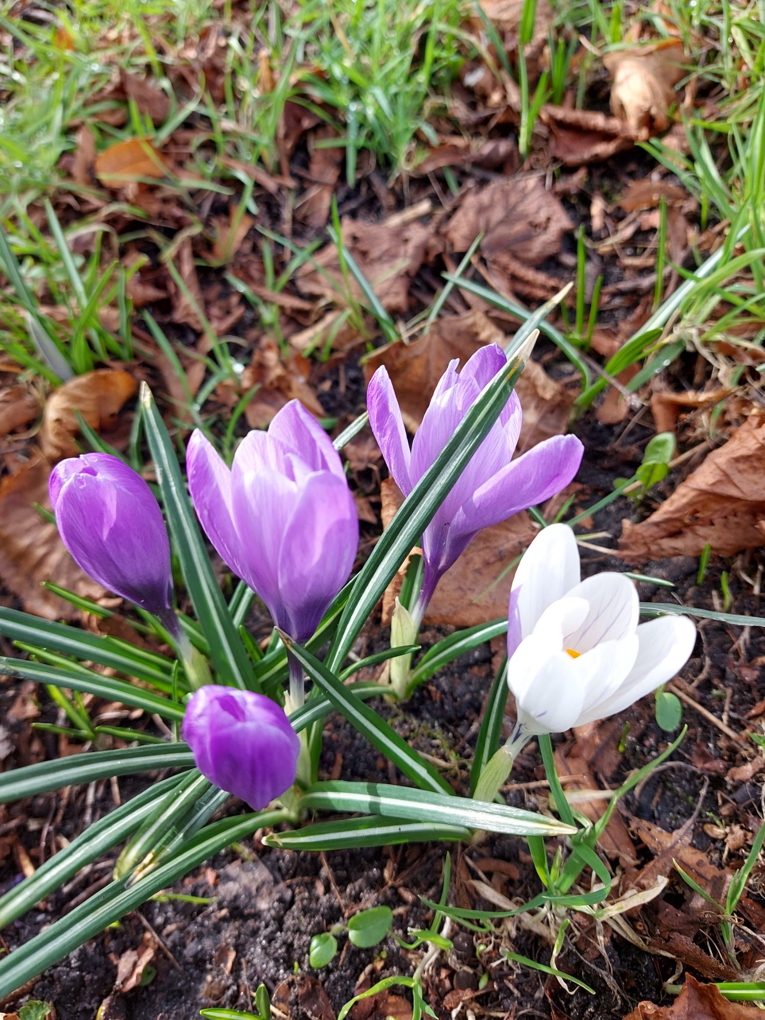 Community photo entitled  by Anne Read on 02/18/2023 at Upholland church Lancashie England