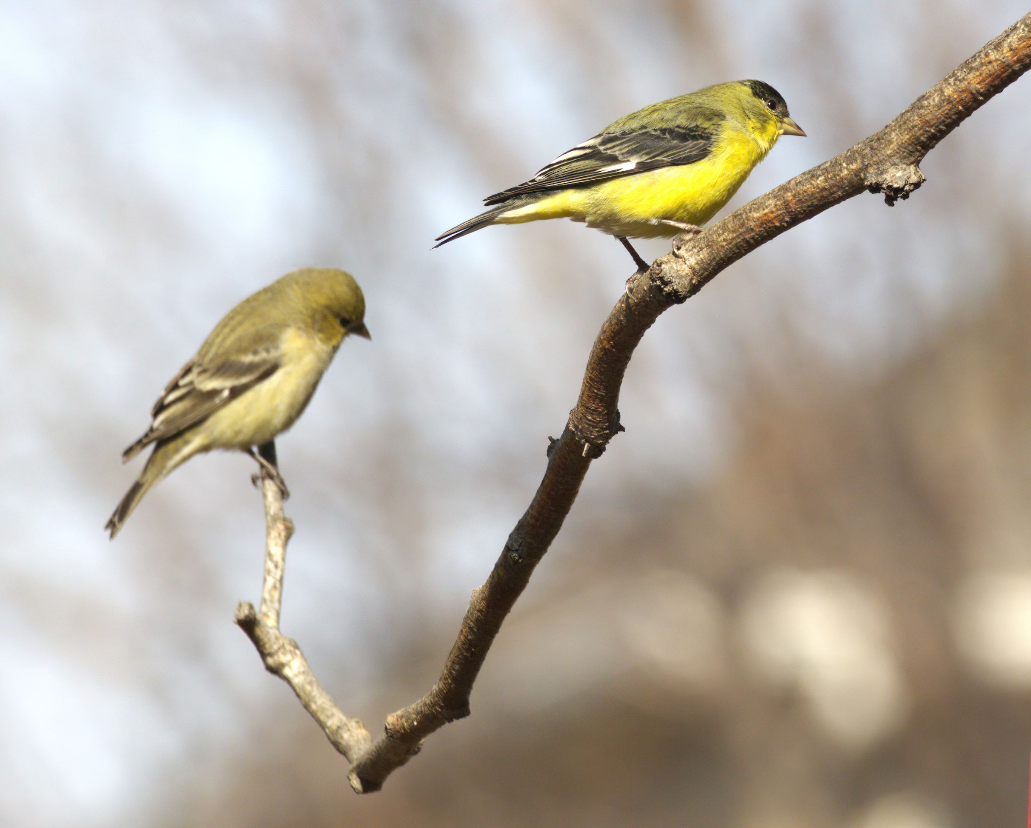 Community photo entitled  by Steve Price on 02/05/2023 at Draper, UT USA  - backyard bird feeder