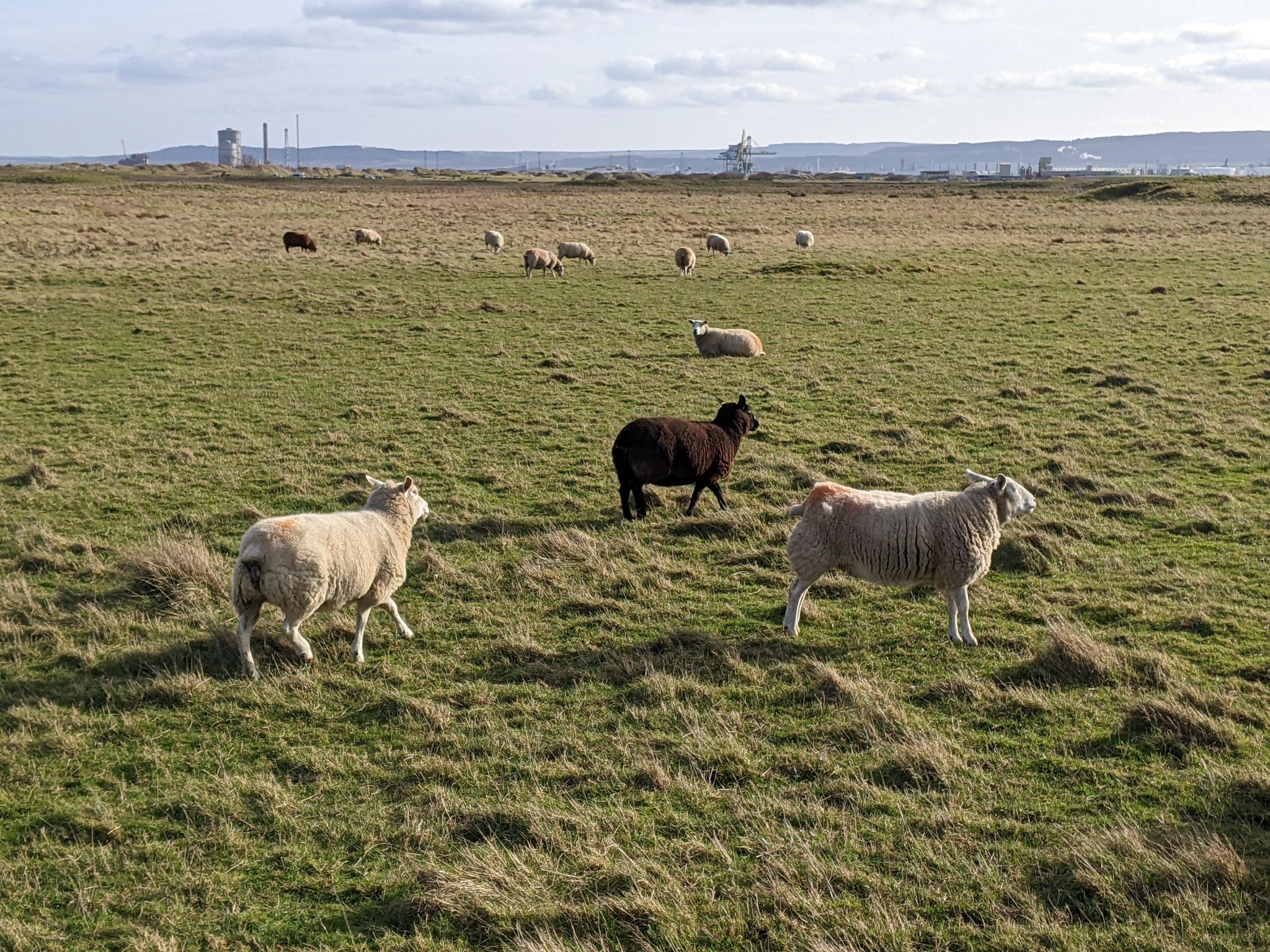 Community photo entitled  by Kevan Hubbard on 02/17/2023 at Teesmouth Nature Reserve, Co Durham, England