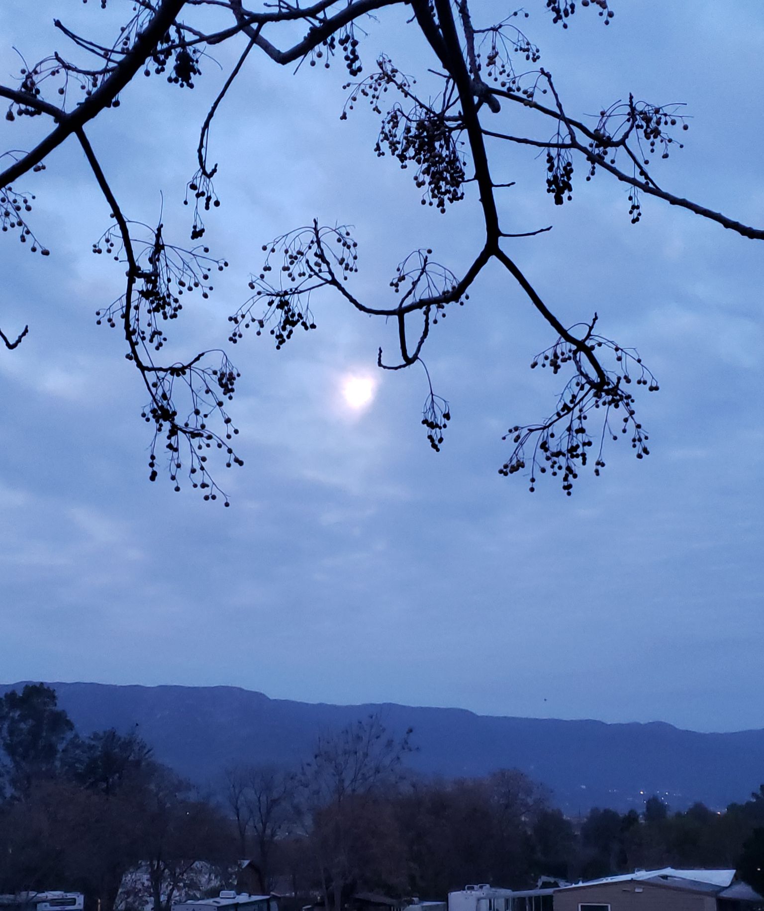 Community photo entitled  by Carol Staley on 03/09/2023 at Wildomar, CA, USA