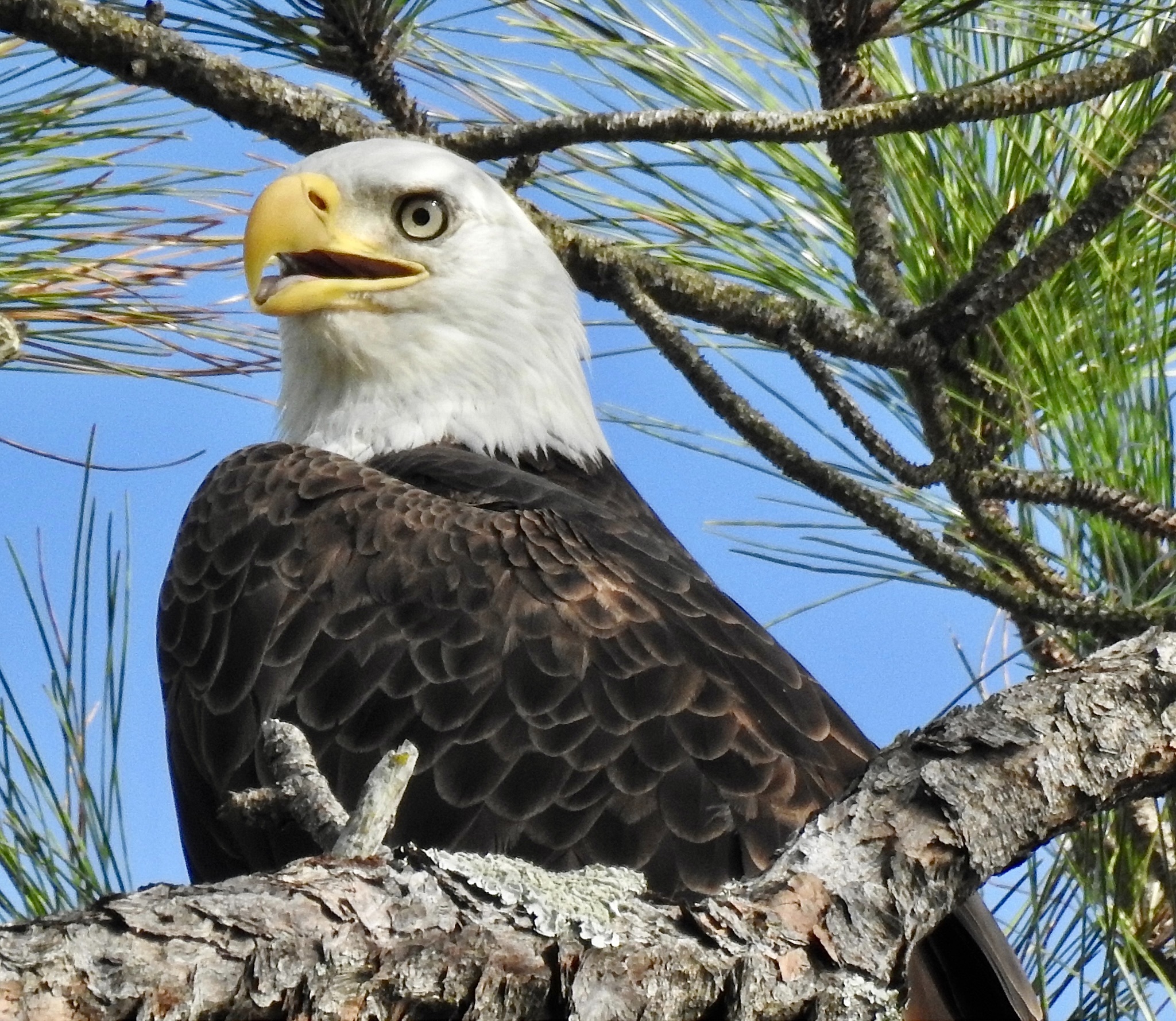 Community photo by Robin Magleora | 15th street Holly Hill FL