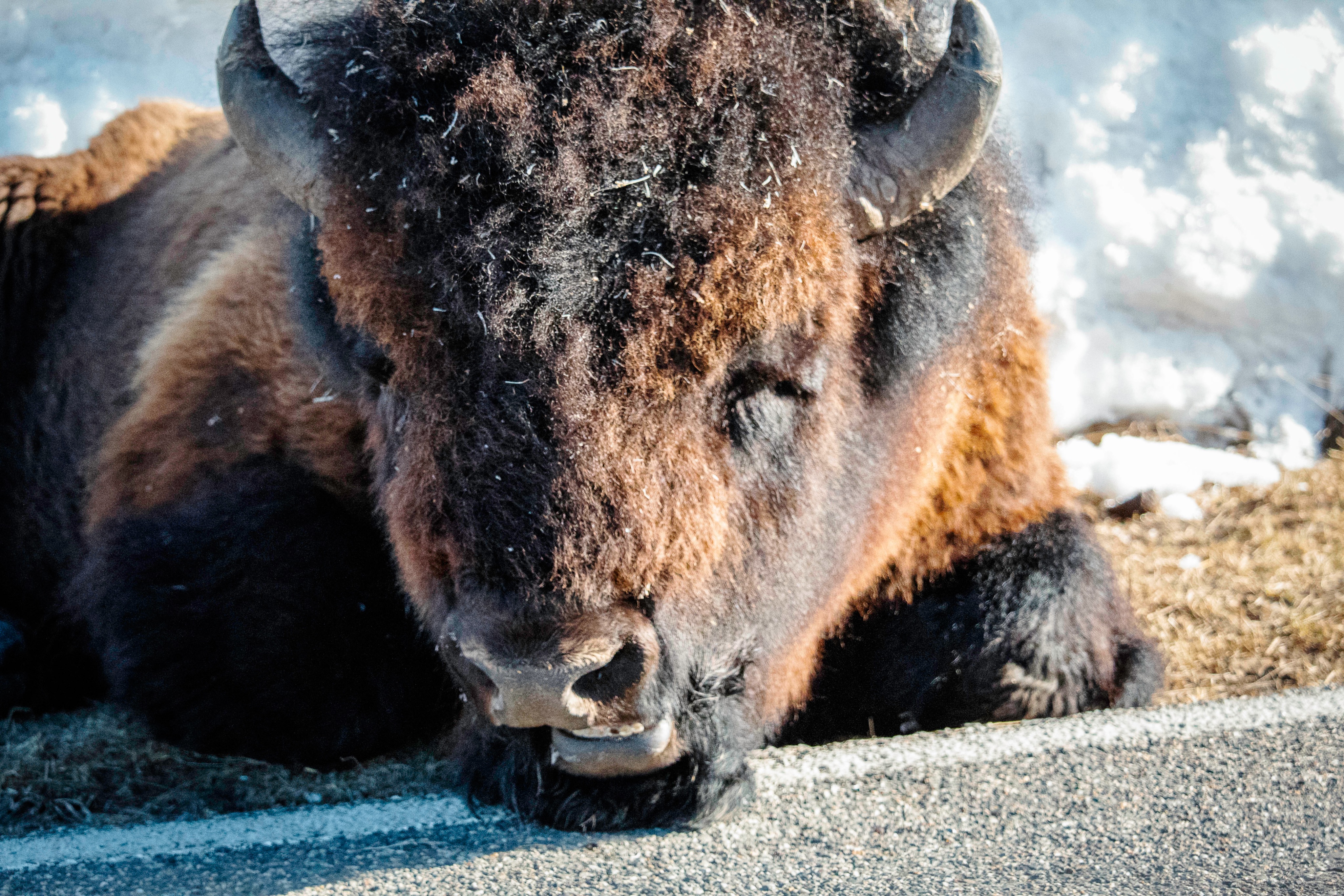 Community photo by Lacey Lowe | Yellowstone National Park, Montana